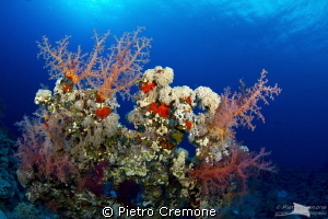 Reefscape by Pietro Cremone 